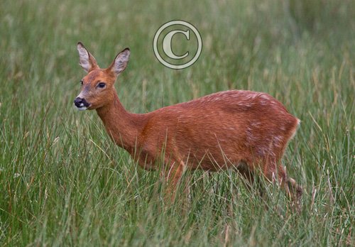 Roe Deer Doe DM1115